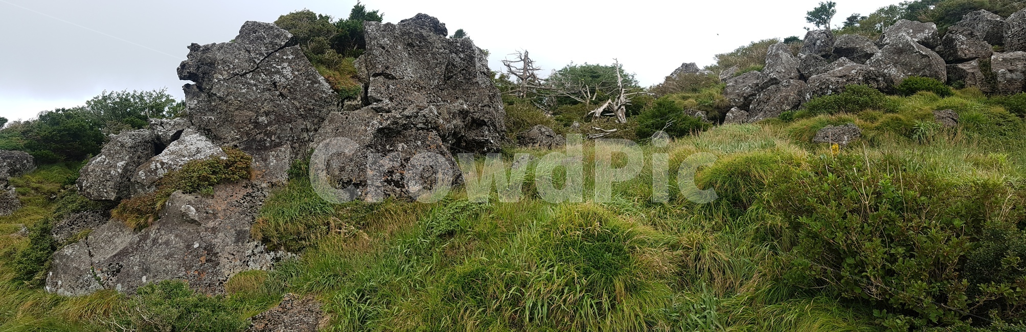 자연,나무,제주도,한라산,영실,풍경,숲,돌,자갈,바위,야외,들판,언덕,시야,view,hill,sky,협곡,능선,날씨,하늘,구름,등산,산책,다리,길,도로,식물,공간,자연풍경,정상,초록,잔디,green,흙,안개,자연,풍경,nature,landscape,outdoors,옥외,tree,plant