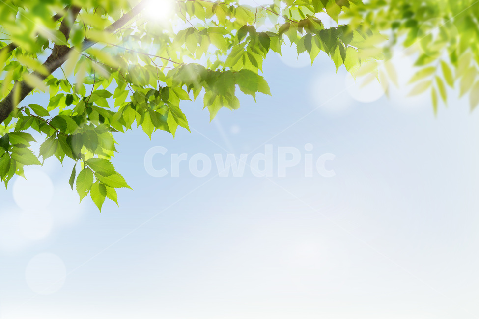 나무배경,봄,나뭇잎,나뭇가지,살랑살랑,따뜻한,햇살,눈부신,카피공간,새로운,상쾌한,희망찬,꾸미기,새롭다,계절,트리,배경,4계절,배너,하루,뒷배경,풍경,화창한,아름다운,식물,leaf,잎,sunlight,햇빛,식물,자연,plants,nature