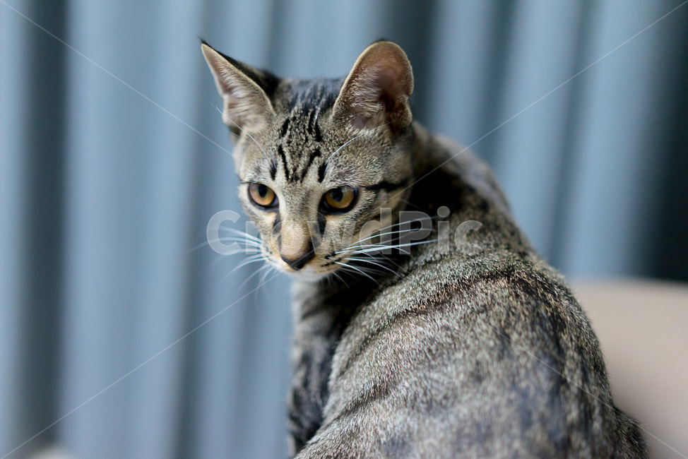 고양이,야옹이,cat,코리안숏헤어,동물,애용,애옹,애교,귀여움,귀엽다,애완,반려,반려동물
