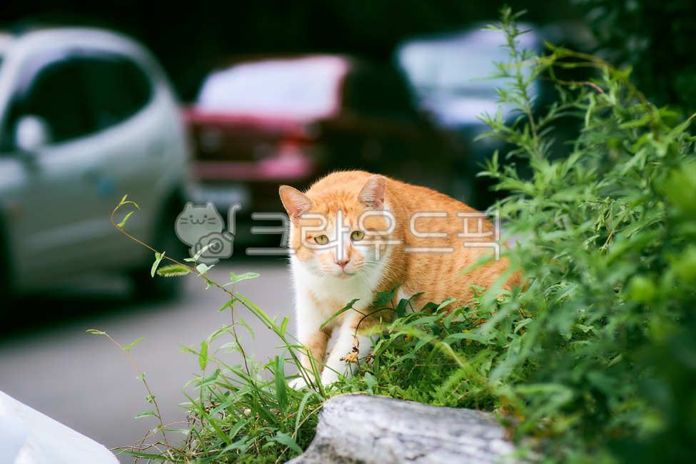 stray cat,cat,animal