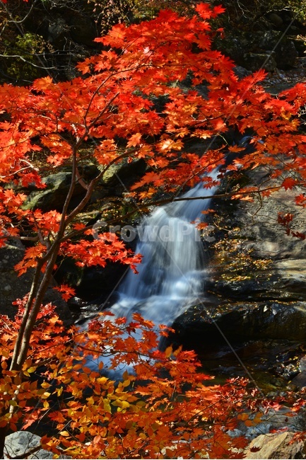 leaf,잎,plant,식물,nature,자연,outdoors,옥외,water,물,tree,나무,maple,단풍,지리산,피아골,피아골계곡,폭포,낙옆,뮬흐름,만추,가을,추색,계절