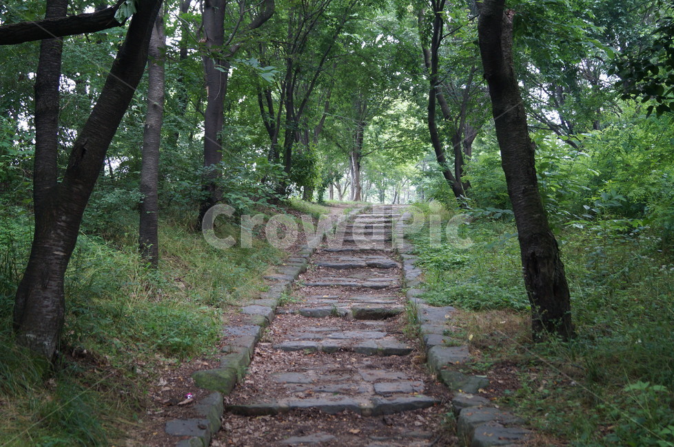 산책로,계단,숲,산길,공원,길,오르막,자연,풍경,nature,landscape,path,통로,ground,바닥,plant,식물,tree,나무,vegetation,초목