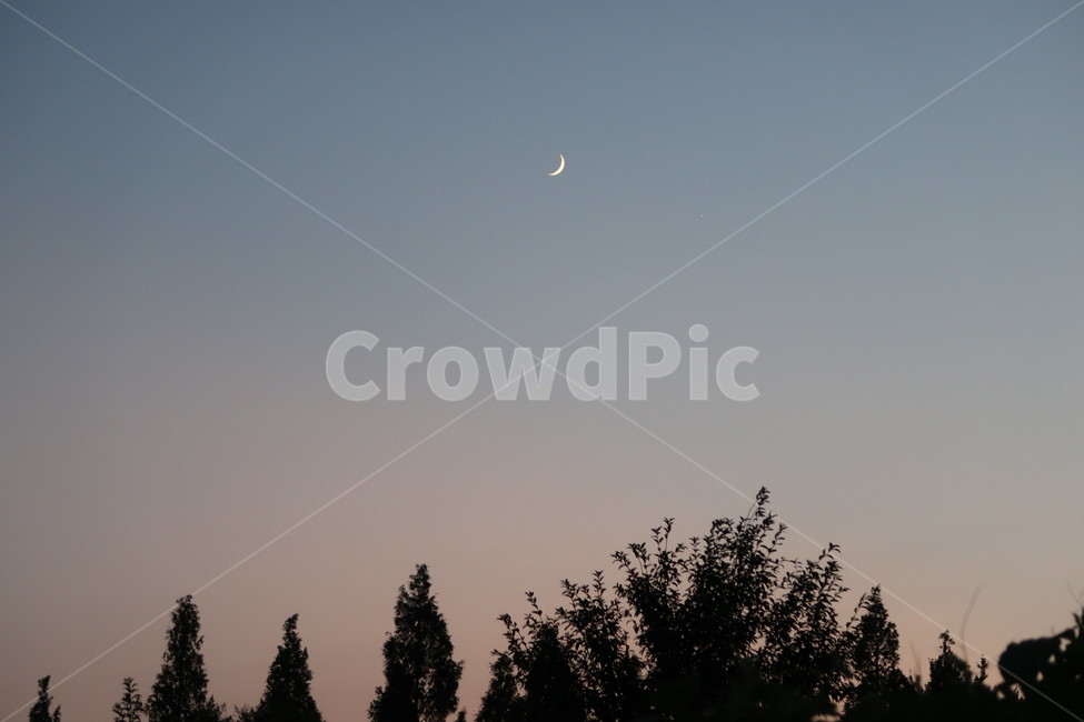 달,나무,풍경,해질녘,그리움,자연,풍경,nature,landscape,야경,밤,nightscape,night,outdoors,옥외