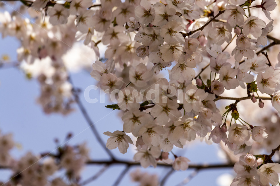 벚꽃,벚나무,cherryblossoms,봄꽃,벚나무꽃,흰꽃,식물,자연,plants,nature,꽃,flower