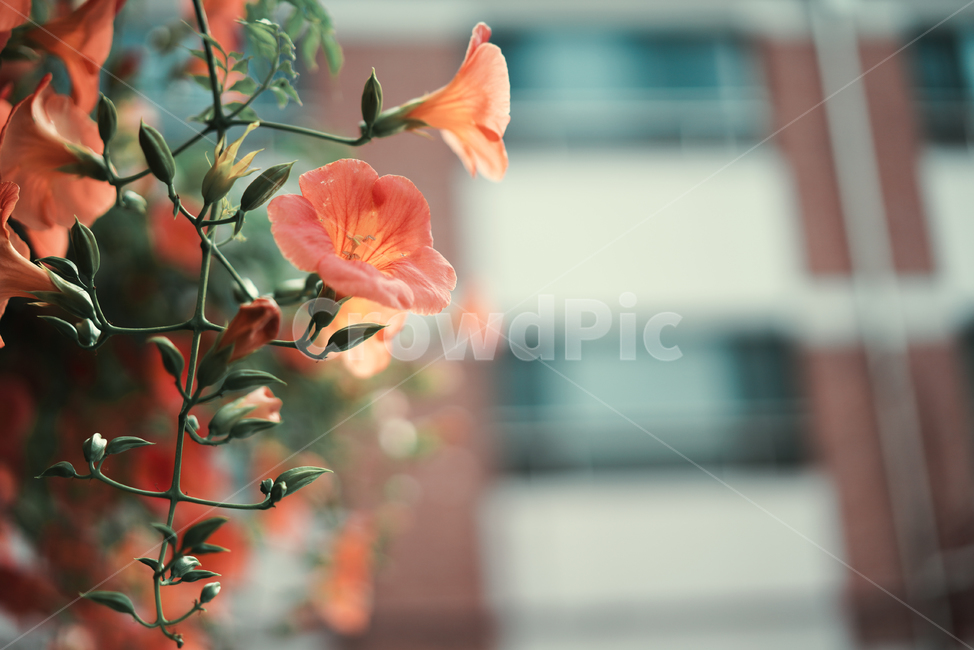 꽃,능소화,색감,컬러,식물,생물,플라워,flower,주황,생명
