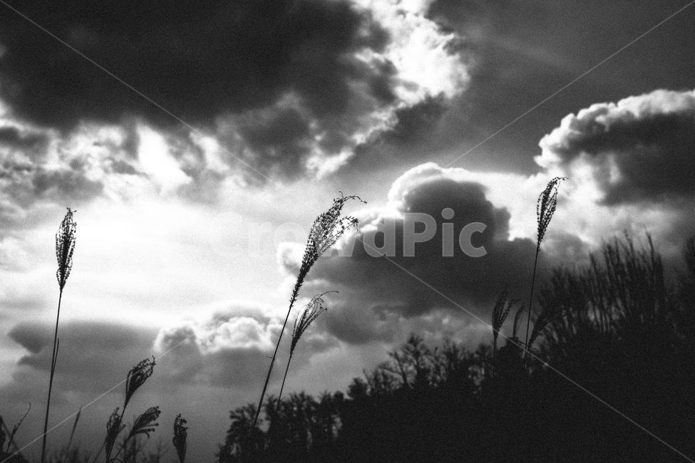 서울,하늘,맑음,흑백,구름,자연,풍경,nature,landscape,흑백,모노톤,monochrome,black and white,weather,날씨,grass,잔디,plant,식물,outdoors,옥외,cloud,cumulus,적운,sky
