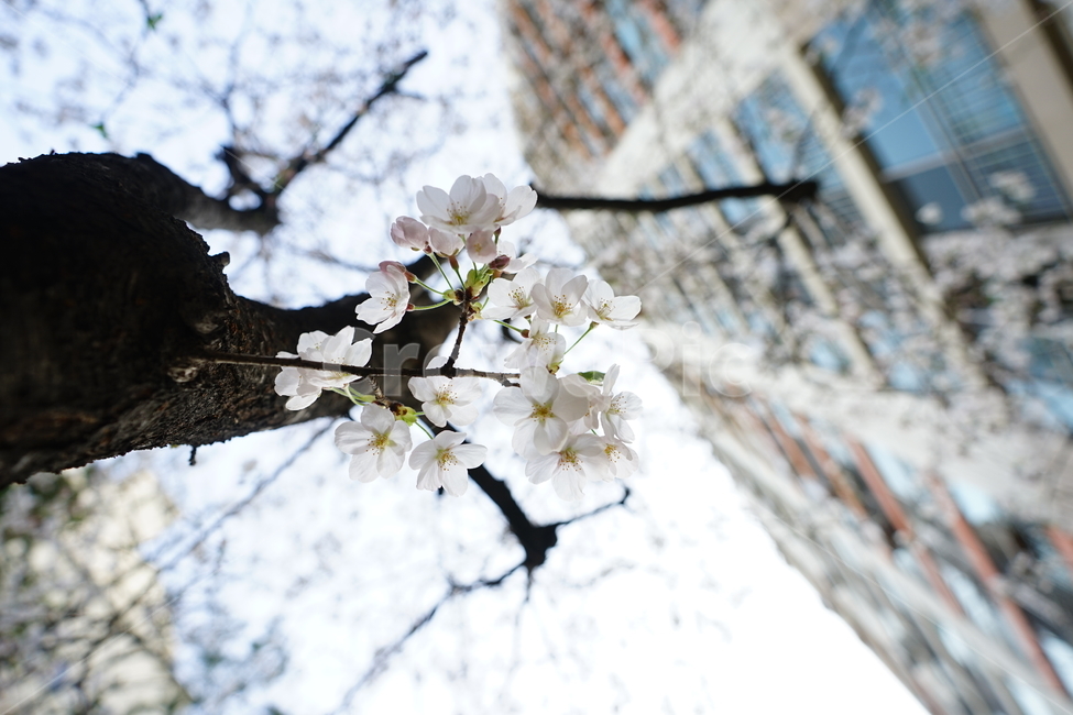 봄,봄꽃,벚꽃,식물,플라워,꽃,감성사진,생명,자연,꽃사진,봄,계절,spring,season,식물,자연,plants,nature,꽃,flower,plant,blossom