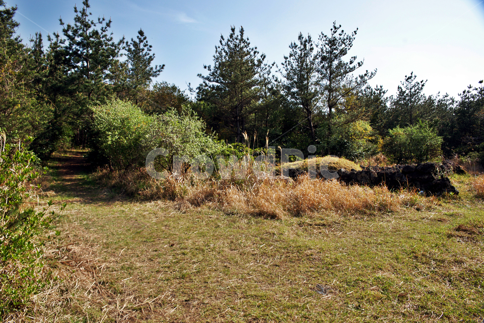 제주,서귀포,올레71코스,올레길,중산간,고근산,자연,풍경,nature,landscape,plant,식물,tree,나무,fir,전나무,outdoors,옥외
