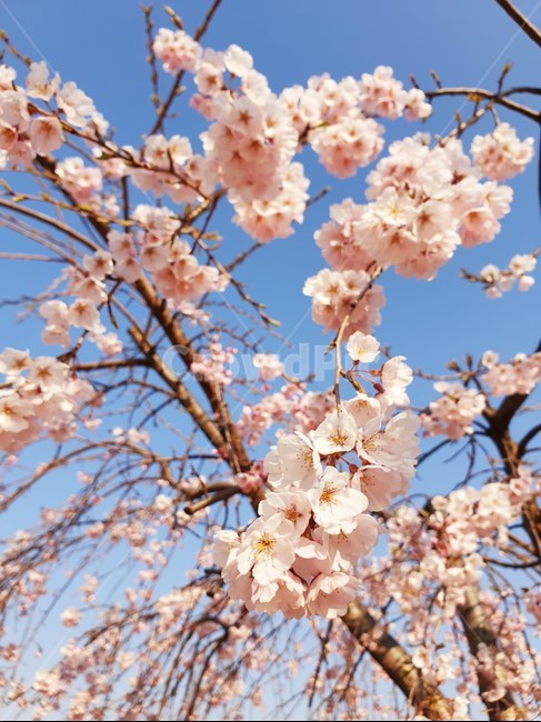 벚꽃,수양벚꽃,보라매공원,꽃구경,맑은날씨,봄,계절,spring,season,식물,자연,plants,nature,꽃,flower,plant,blossom