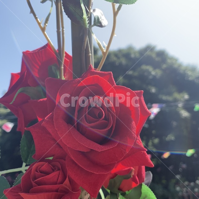 장미,빛,제주도,제주도장미,장미꽃,꽃,빨간장미,식물,flower,plant,blossom,rose,식물,자연,plants,nature,꽃,flower