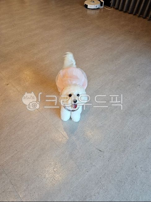 smiling puppy,Pets,puppy,pretty puppy,animal,dog,Bichon,pet dog,Cute puppy