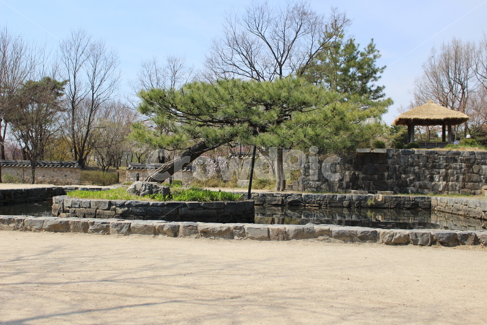 일산,일산호수공원,호수,나무,호수공원,벗꽃,자연,풍경,nature,landscape,tree,plant,식물
