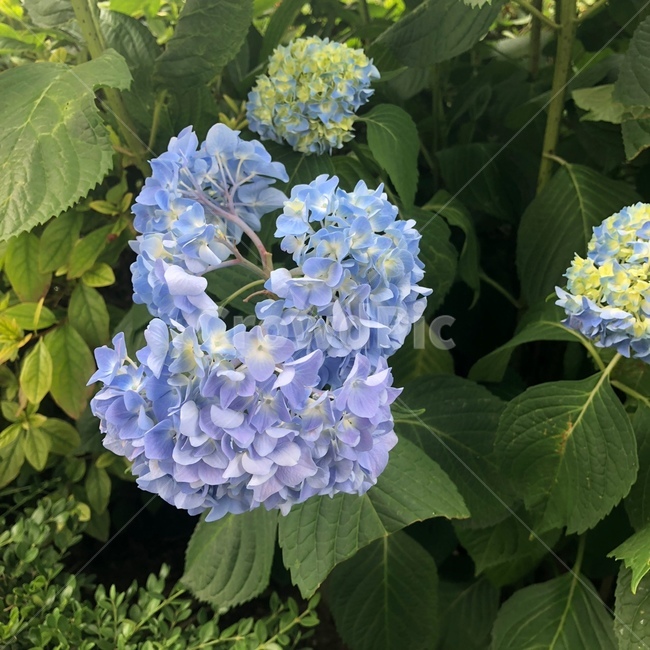 꽃,풍경,자연,수국,여름꽃,식물,자연,plants,nature,꽃,flower