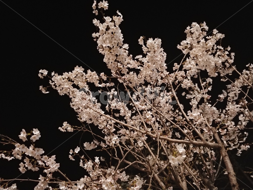 벚꽃,봄밤,어두운배경,밤,꽃