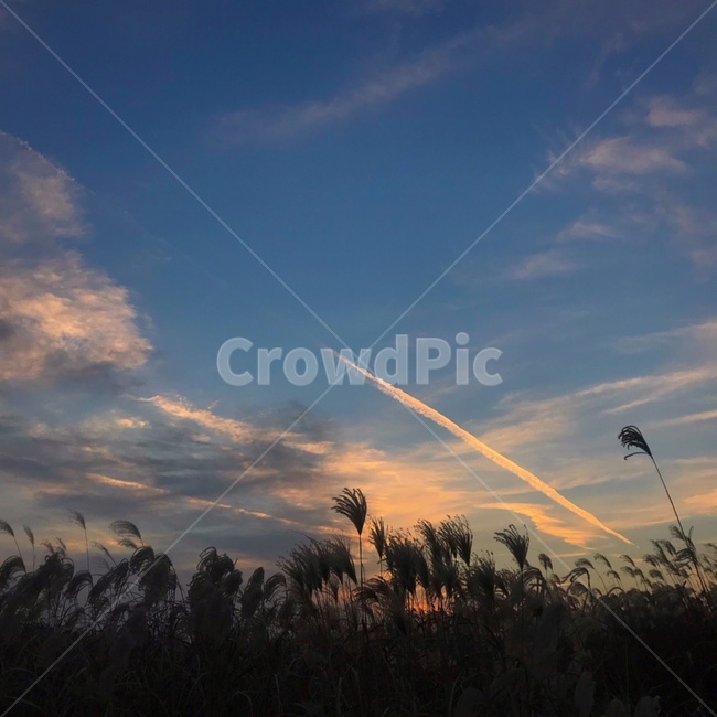 대한민국,서울,상암동,하늘공원,억새축제,자연,풍경,nature,landscape,grass,잔디,plant,식물,outdoors,옥외,sky,하늘