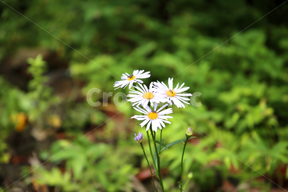 plant,식물,들국화,흰꽃,하얀꽃,풀꽃,꽃송이,whiteflower,들꽃,야생화,꽃,flower,벌레,bug,bugs,꽃벌레,흰색,하얀색,근접,아름답다