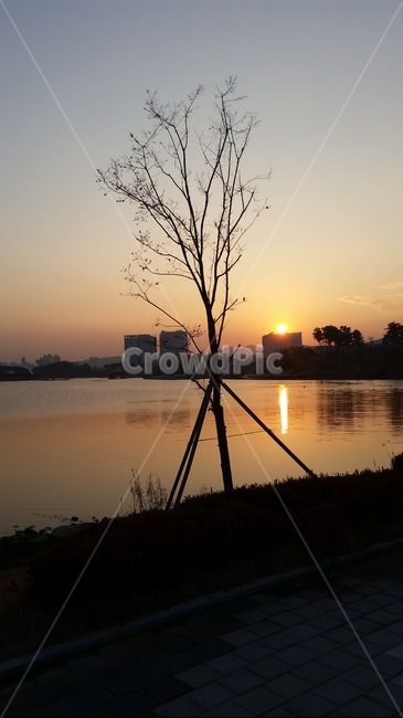 노을,호수,저녁노을,풍경,초저녁,역광,나무,호수공원,자연,풍경,nature,landscape,flare,플레어,light,빛,sunlight,햇빛,outdoors,옥외,sky,하늘,sunset,일몰,dusk,황혼,dawn,새벽,red sky,붉은 하늘