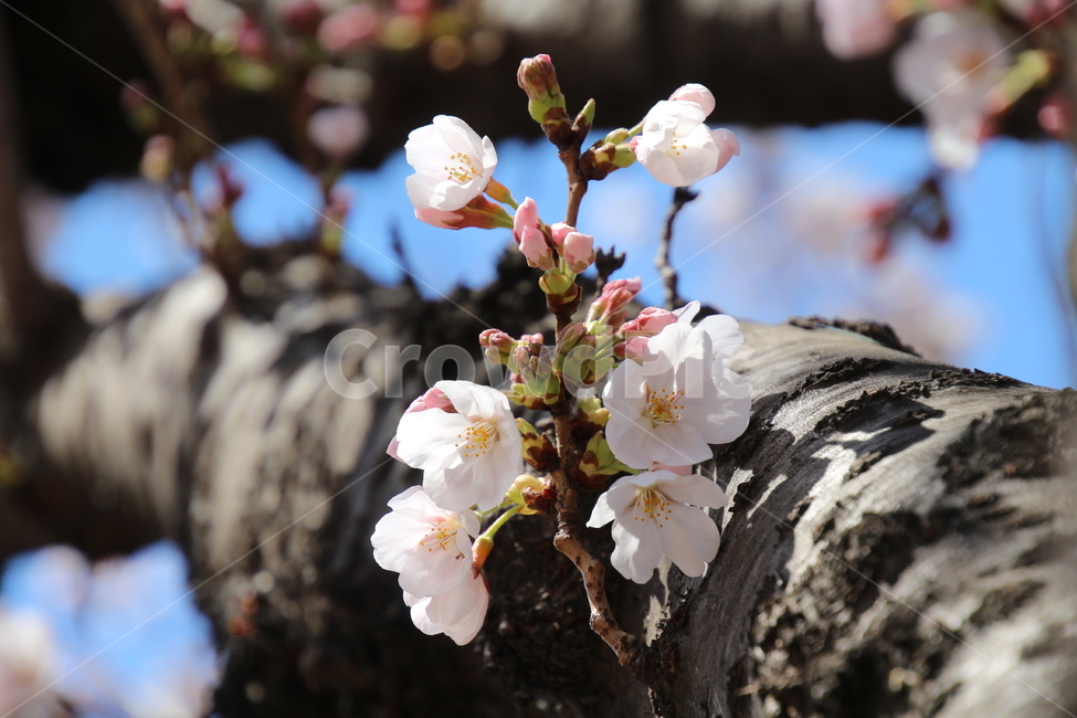 봄,흰색,벗꽃,나무,꽃,봄,계절,spring,season,식물,자연,plants,nature,꽃,flower,plant