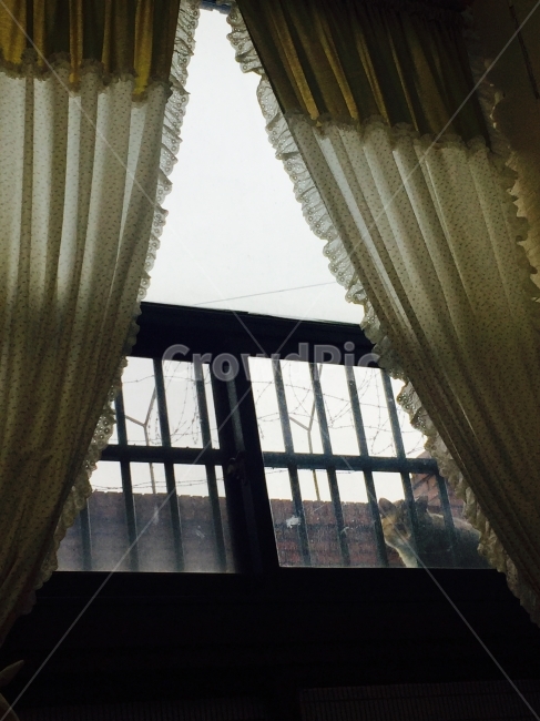 커튼,겨울,고양이,길고양이,cat,winter,빼꼼,창문,창문밖,window,outside,동물,animal,포유류,mammal,고양이,cat,kitten,kitty,인테리어,실내디자인,interior design