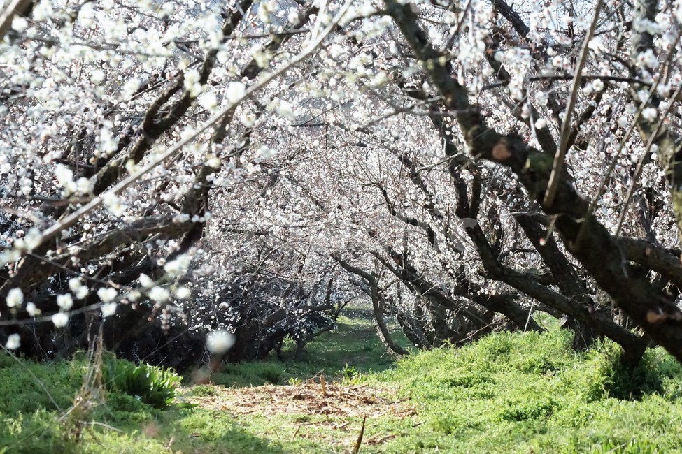 봄,매화,식물,자연,해남,매실농원,계절,초록,흰색,flower,spring,season,nature,나무,trees,화사함,아름다움,매실,매화꽃,white,green,봄,계절,spring,season,식물,자연,plants,nature,꽃,flower,plant