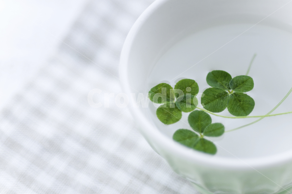clover,토끼풀,네잎클로버,컵,찻잔,행운,클로버,식물,자연,plants,nature,휴식,힐링,rest,relaxation,healing