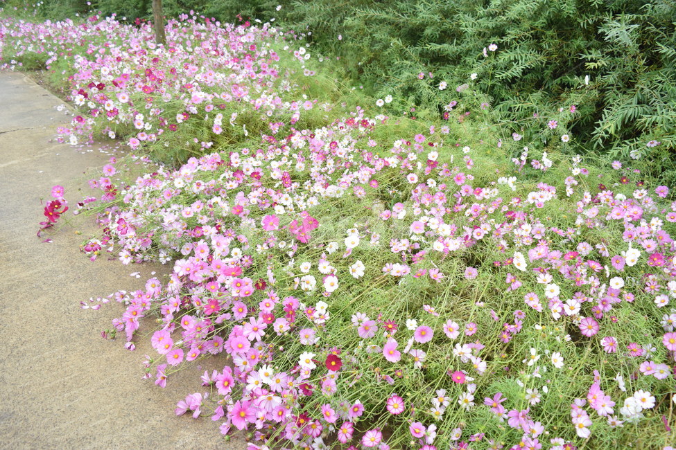 코스모스,식물,꽃,산책길,flower,식물,자연,plants,nature,꽃,flower