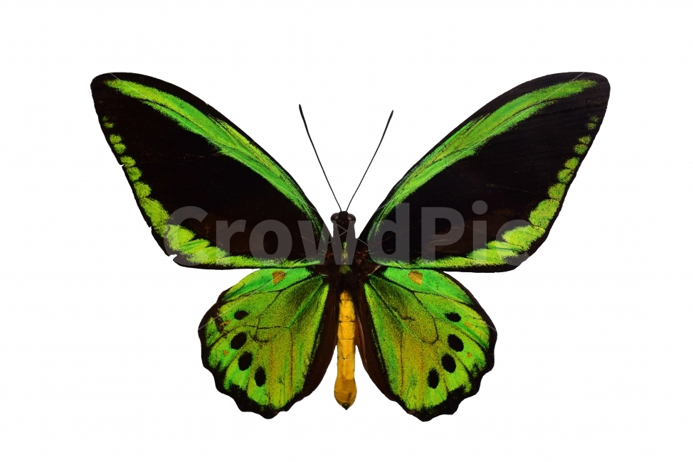나비,누끼,왕나비,트루피컬왕나비,연두색,컬러풀,isolated,Butterfly,멸종위기,자연보호,녹색,열대나비,동물,animal,곤충,벌레,insect,bug,누끼,remove background