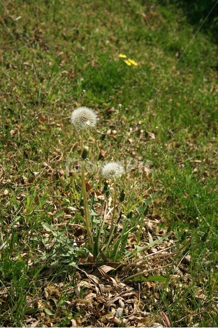 민들레,홀씨,봄,봄날,봄풍경,감성,spring,flower,공원,풍경,식물,새싹,잎,초록,꽃,하얀,흰색,white,봄,계절,spring,season,식물,자연,plants,nature,꽃,flower,plant,blossom