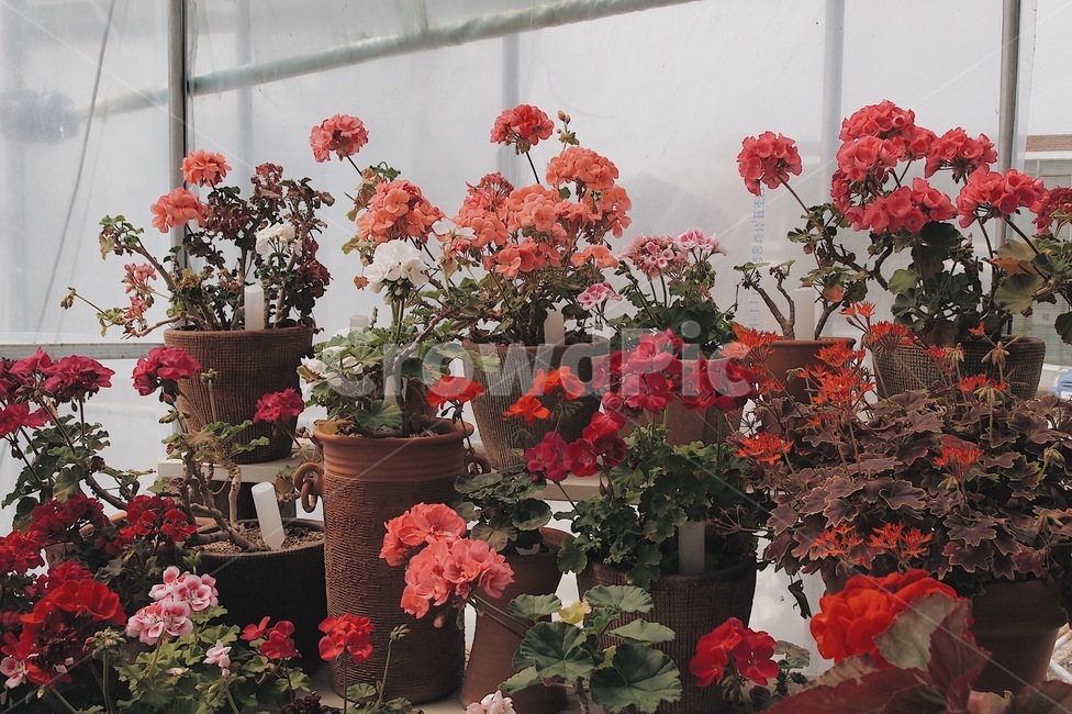 꽃,감성,빨간색꽃,분홍색꽃,식물,꽃,flower,실내용화초,화분,화초,house plant