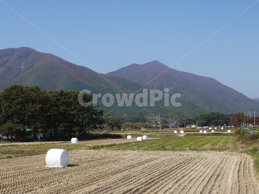 nature,outdoors,옥외,countryside,농업,배경,아름다운,갈색,수확고,마른,가을,볏짚,농토,황금,곡물,들,논,추수,수확,건초,건초더미,원형볏짚,목초지,자연,시골,마을,풍경,landscape,country,rural,town,산업,industry,industrial,농업,농사,agriculture,farming,farming industry