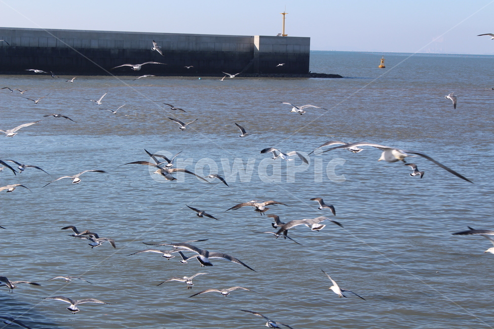 bird,새,animal,갈매기,seagull