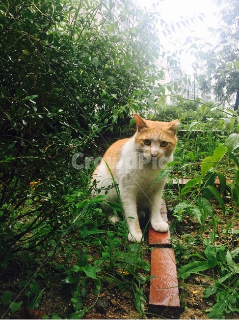 고양이,길고양이,길냥이,치즈,치즈태비,풀,cat,animal,풀숲,동물,냥냥이,냥이,야옹이,귀여움