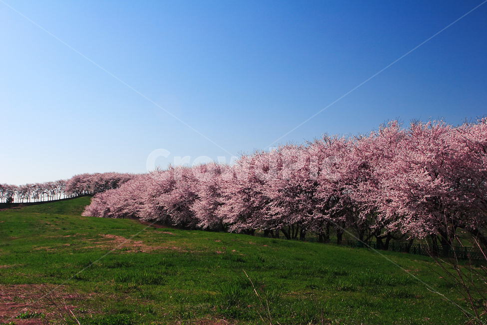 꽃,봄,배경,풍경,벚꽃,봄,계절,spring,season,자연,풍경,nature,landscape,plant,식물