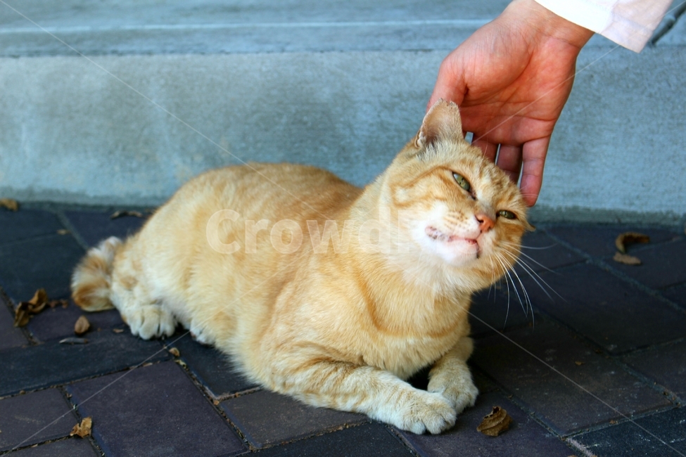 고양이,동물,교감,반려동물,손길,일본고양이,cat,kitten,kitty,animal,반려묘