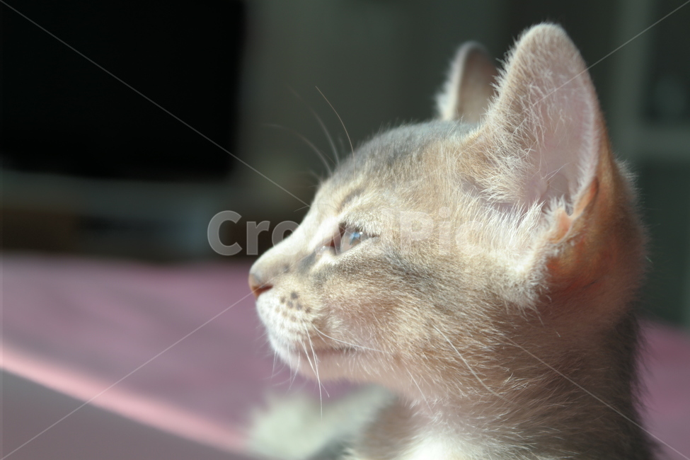 고양이,아비시니안,동물,냥이,반려동물,집고양이,아기,집사,시선,동물,animal,포유류,mammal,고양이,cat,kitten,kitty