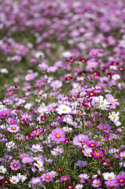 코스모스,꽃밭,꽃,식물,자연,가을,가을,계절,fall,autumn,season,식물,자연,plants,nature,꽃,flower,plant,blossom,petal,꽃잎