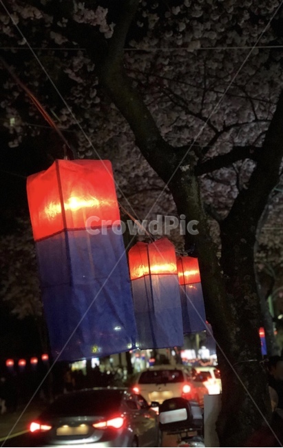 등불,벛꽃축제,밤,봄,감성사진,야경,밤,풍경,nightscape,night,landscape,한국전통,한국문화,korean traditional,korean culture,transportation,교통,car,차,vehicle,차량,automobile,자동차,lamp,램프,lantern,칸델라