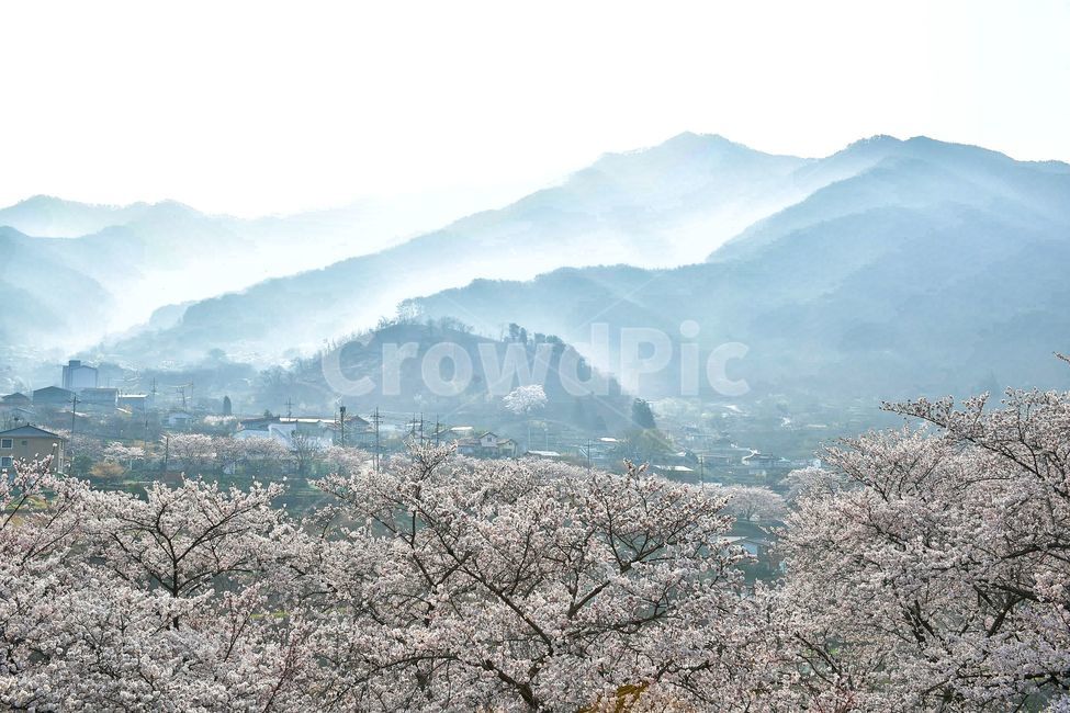 하동십리벚꽃길,벚꽃,벚꽃축제,하동,벚꽃시즌,풍경