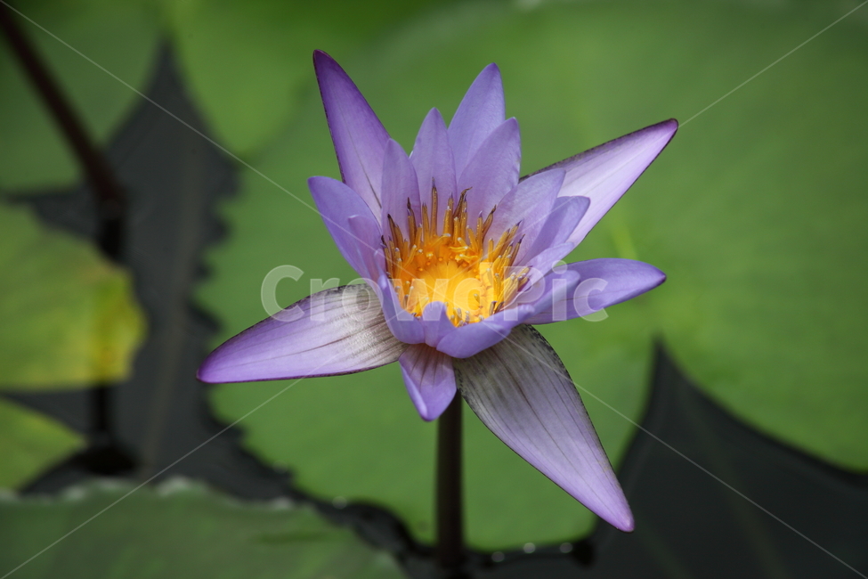 blossom,꽃,flower,pondlily,수련,식물,자연,plants,nature,꽃,flower