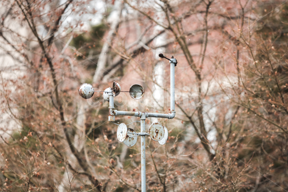 풍경,눈,나무,바람,봄,빈티지사진,빈티지느낌,빈티지감성,vintage