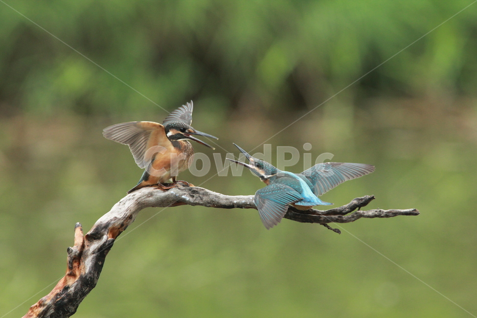 물총새,새,여름,사랑,싸움,동물,animal,조류,새,birds