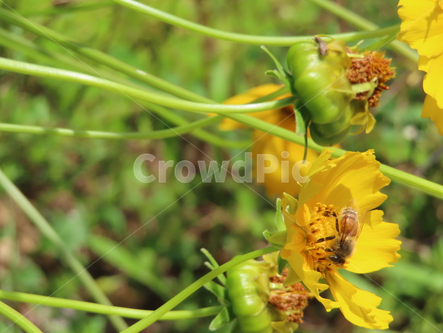 노란색,노란꽃,꿀벌,아름다움,식물,벌레,날벌레,공원,yellow,yellowflowers,honeybees,beauty,plants,bugs,flyingworms,parks