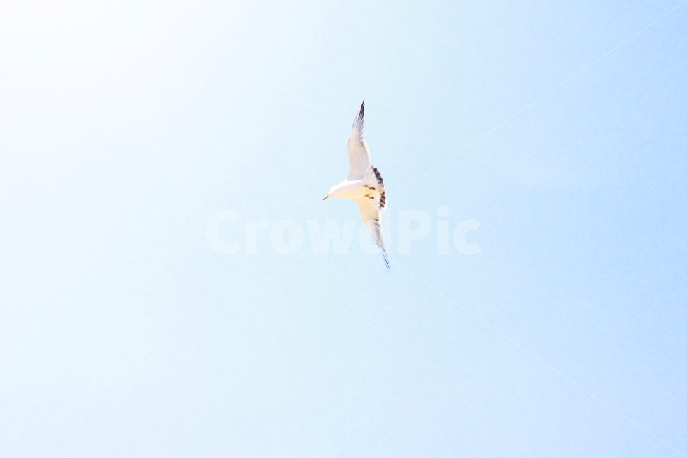 갈매기,하늘,새,commongull,sky,bird