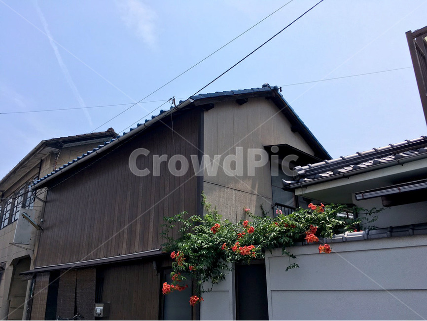 집,담장,꽃,하늘,전통가옥,풍경,건축물,건물외관,exterior,building,structure,architecture,construction