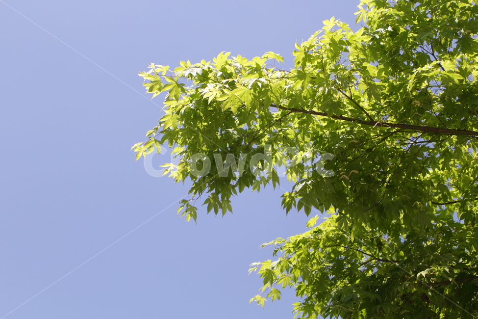나무,하늘,초록,오후,밝은,자연,풍경,nature,landscape,식물,plants,leaf,잎,plant