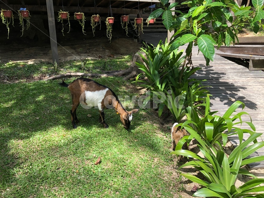 염소,goat,아기염소,들판,초목,풀,먹이,자연,nature,동물,animal,grass