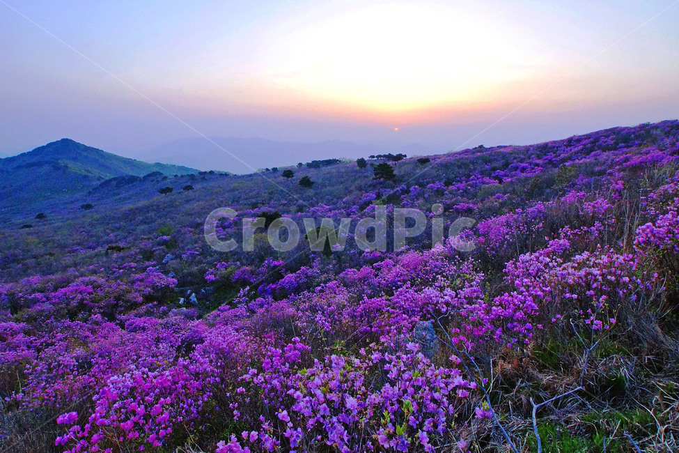 비슬산,참꽃,진달래,봄,풍경,봄,계절,spring,season,자연,풍경,nature,landscape,outdoors,옥외