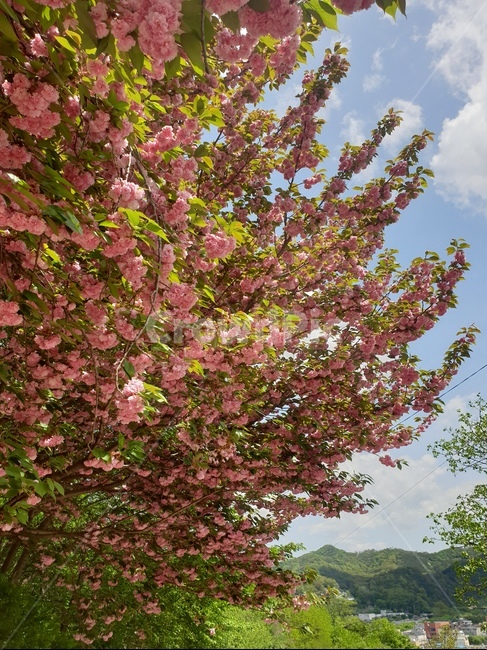 꽃,겹벚꽃,왕벚꽃,완산공원,꽃동산