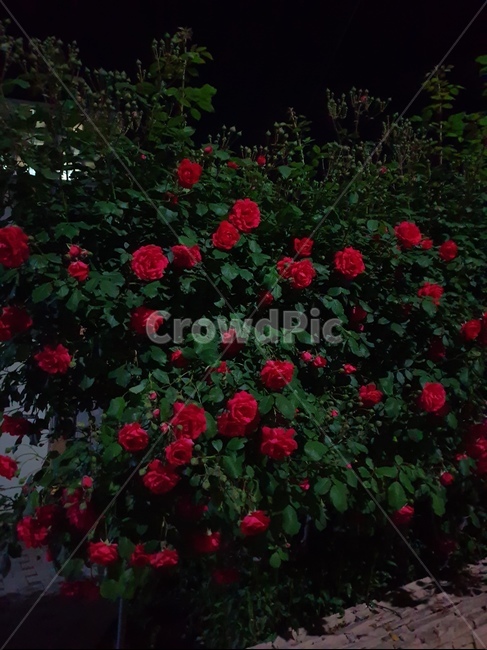 flower,꽃,plant,식물,장미,rose,빨간장미,저녁,야경,night,red,black