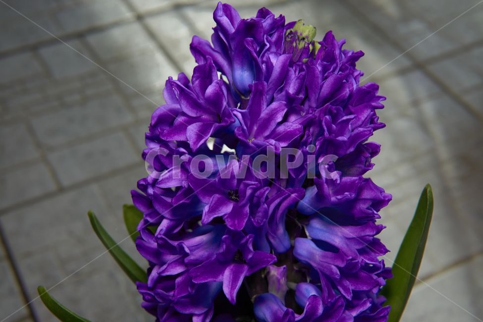 꽃,flower,plant,자연,nature,생태계,나무,봄,spring,입춘,생화,조화,화분,화원,꽃집,꽃밭,히아신스,hyacinth,식물,식물,자연,plants,nature,꽃,flower